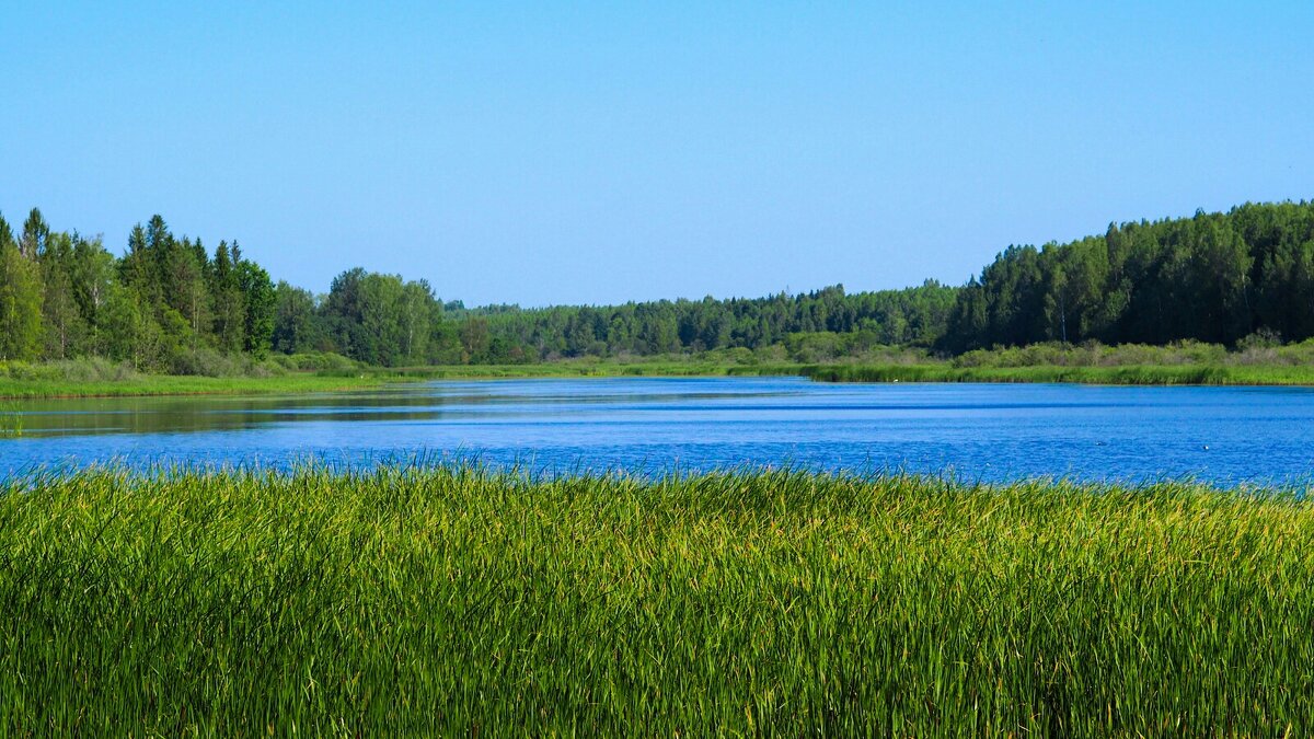 Смоленские озёра (репортаж из поездок по области). - Милешкин Владимир Алексеевич 