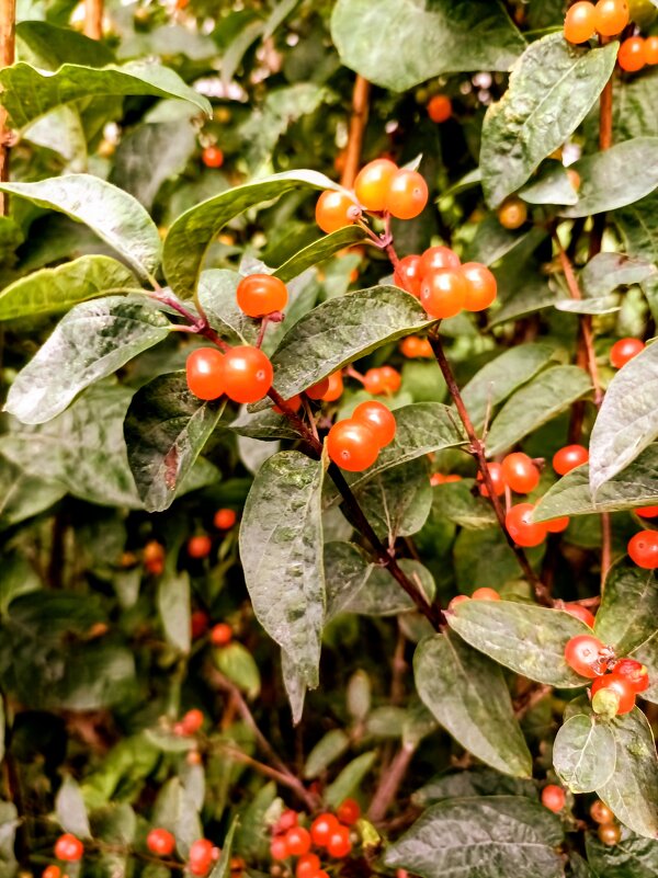 Жимолость - Veera V Жимолость - Veera V