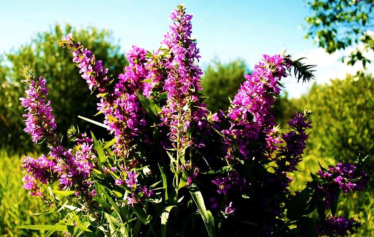 Август....Целительный букет! - Владимир Август....Целительный букет! - Владимир