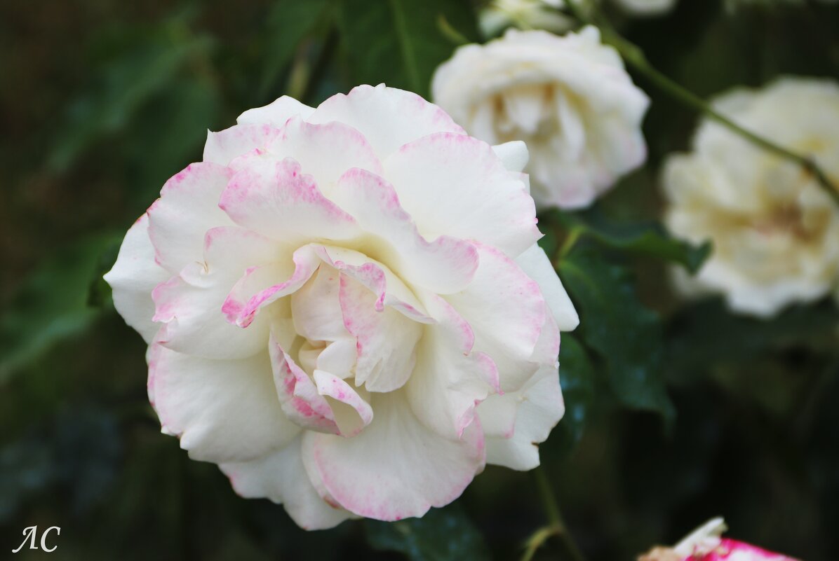 Нежность - Любовь Сахарова Нежность - Любовь Сахарова