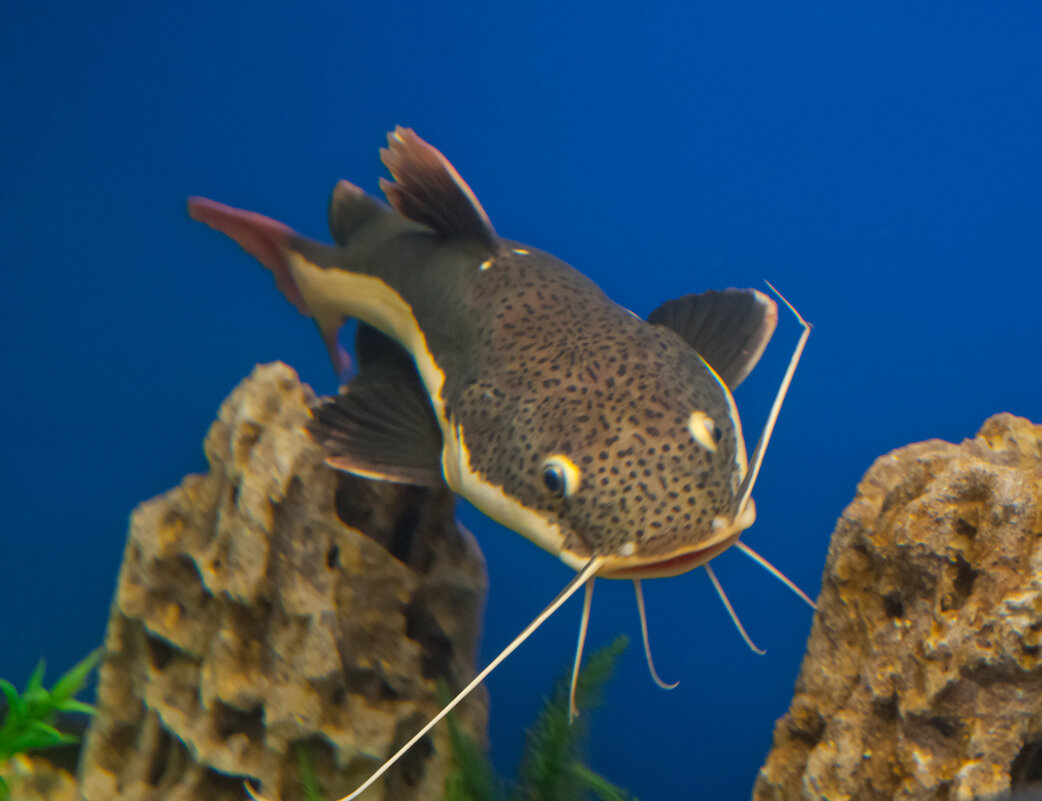 Рыбки - Андрей 