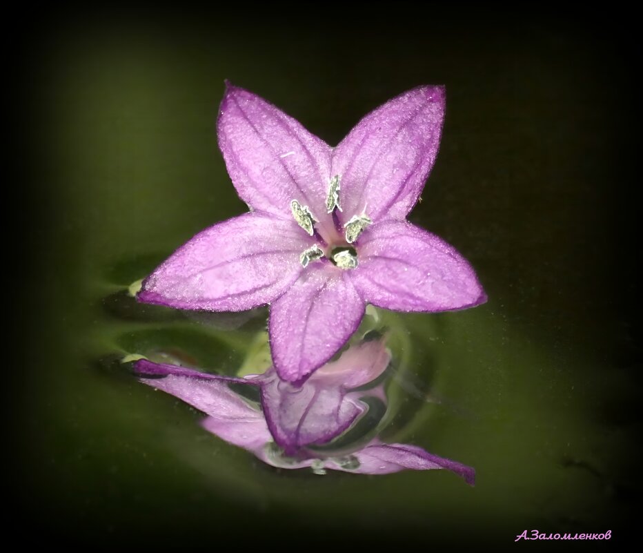 Краса в ночи... - Андрей Заломленков