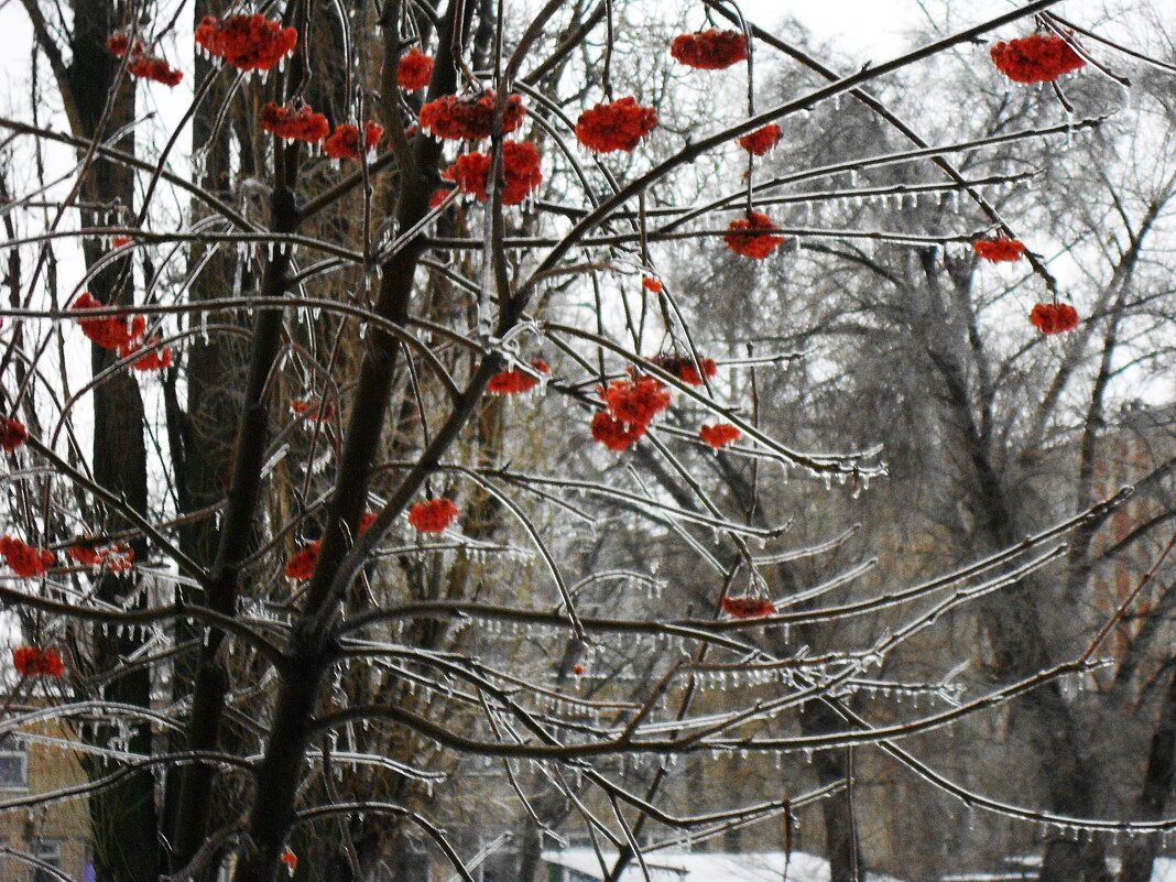 ледяной день - Елена Шаламова