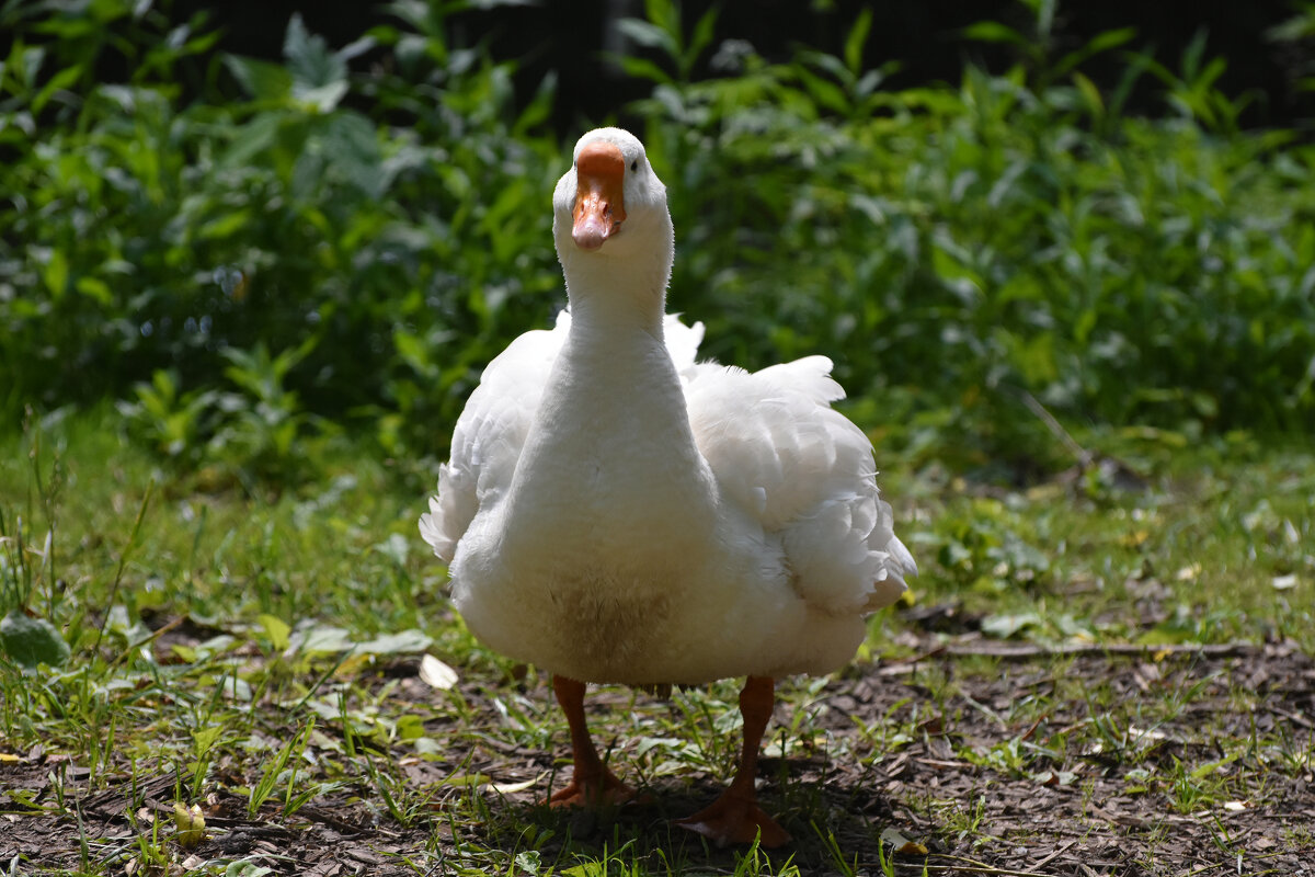 Москва. Сад будущего. Гусик. - Наташа *****