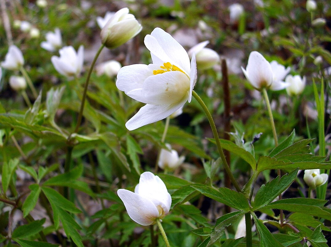 Весенние первоцветы. - VasiLina *