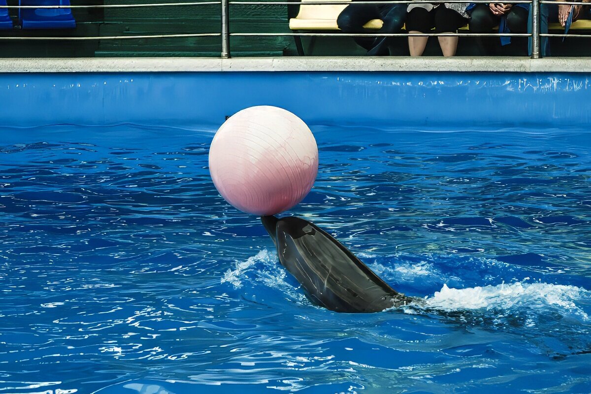 Дельфинарий в поселке Небуг, Краснодарский край - Игорь Сикорский