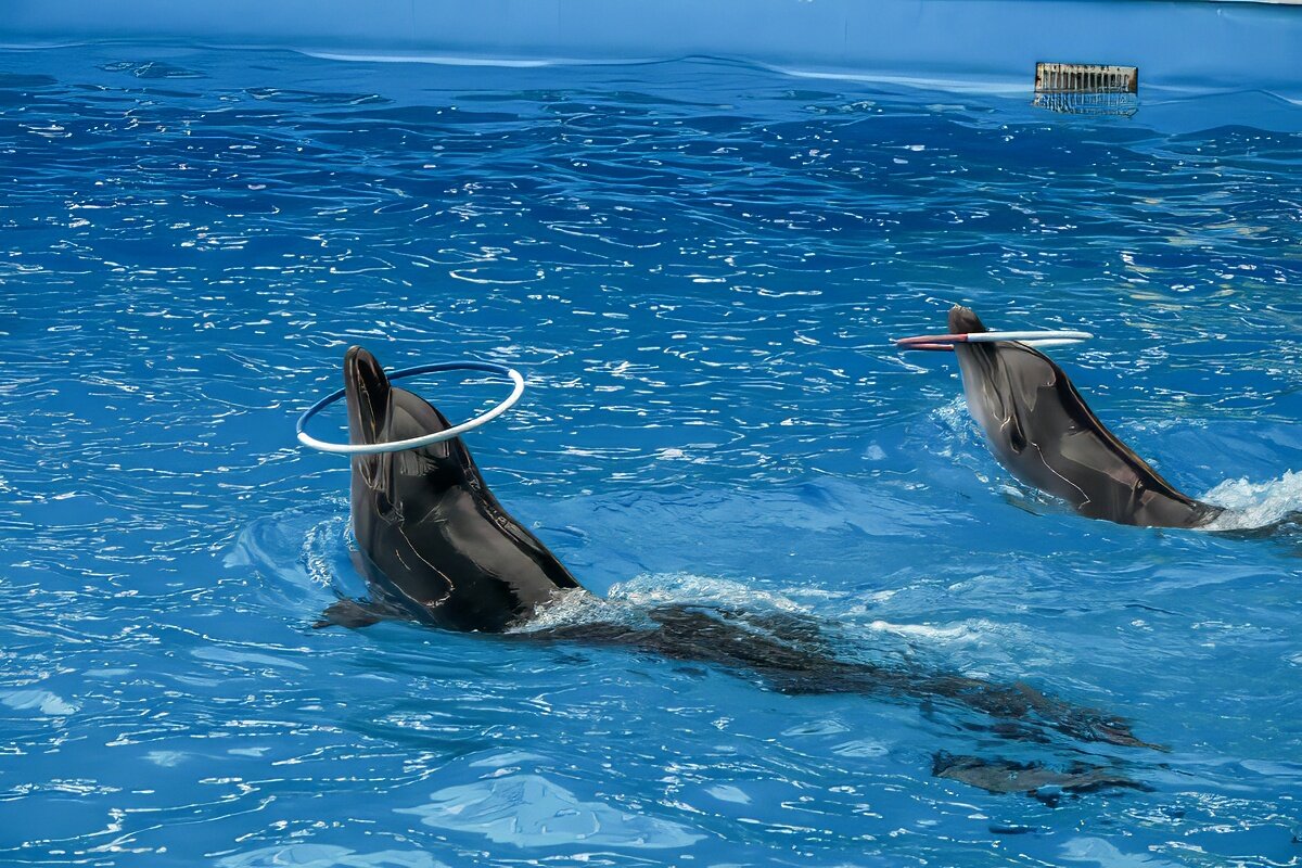 Дельфинарий в поселке Небуг, Краснодарский край - Игорь Сикорский