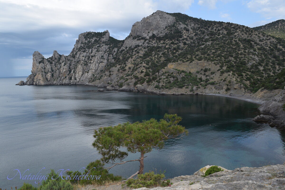 Природа Крыма - Amazing Cosmea Природа Крыма - Amazing Cosmea