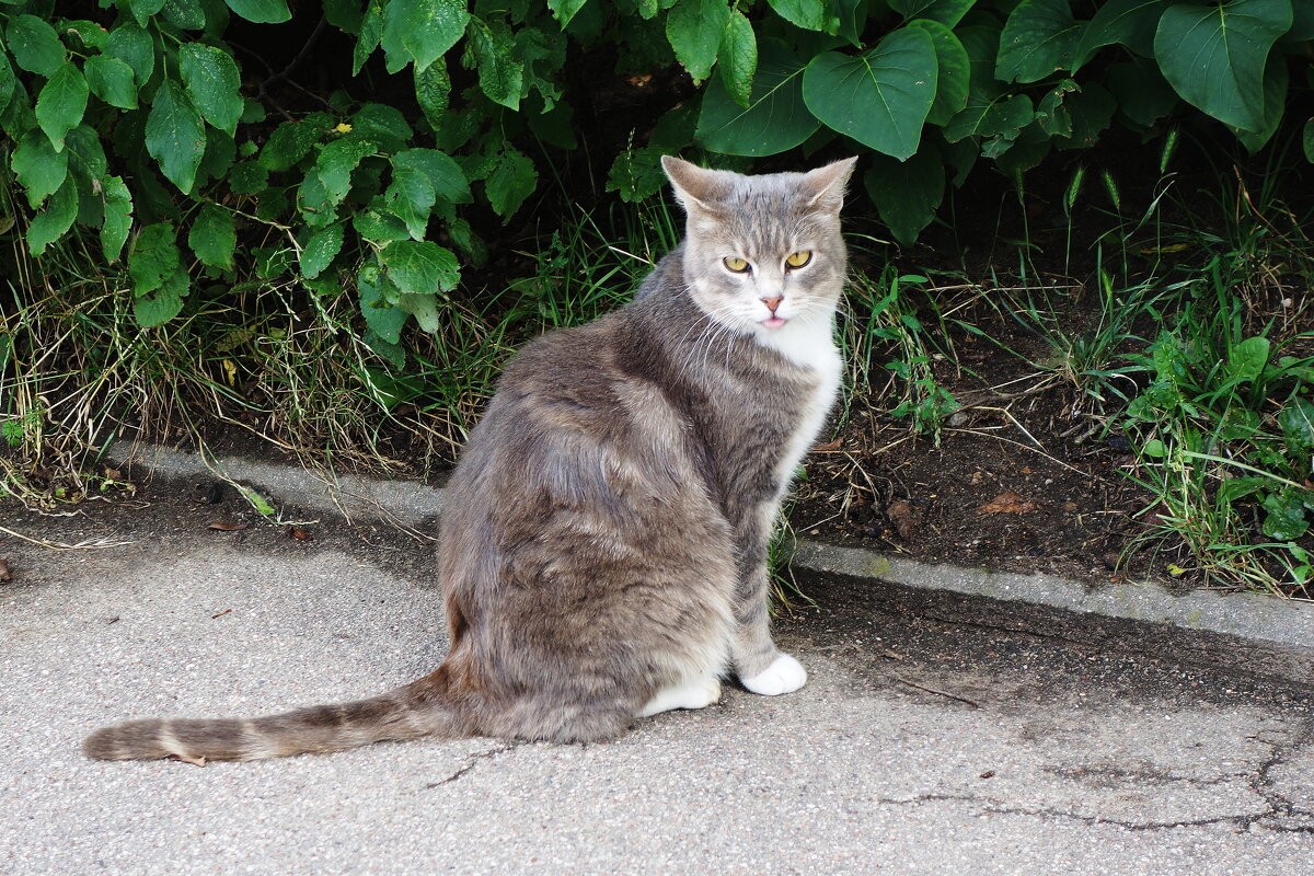 Уличные кошки - Рита Симонова