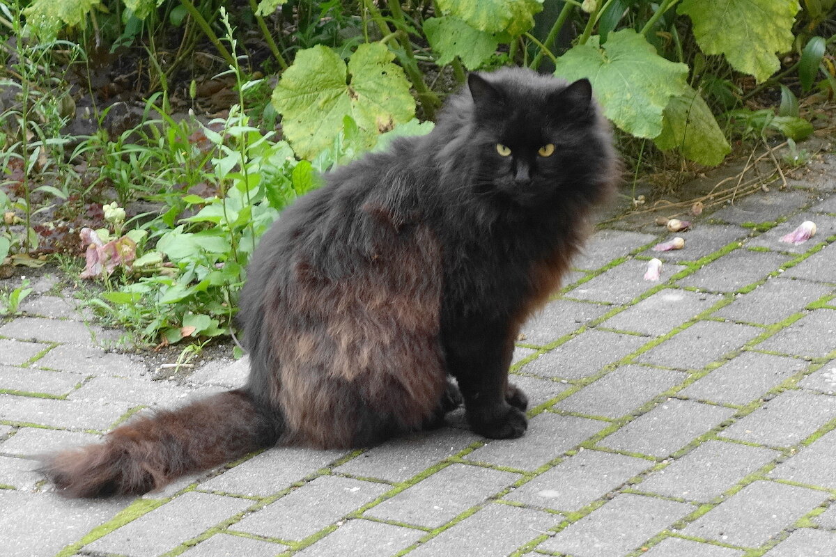 Уличные кошки - Рита Симонова