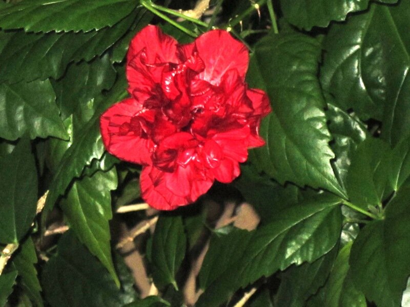 Гибискус - Дмитрий Никитин Гибискус - Дмитрий Никитин