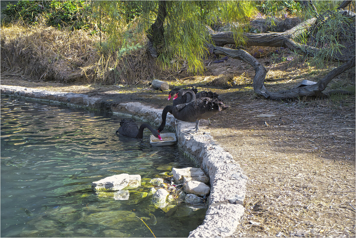 Чёрные лебиди - ujgcvbif 