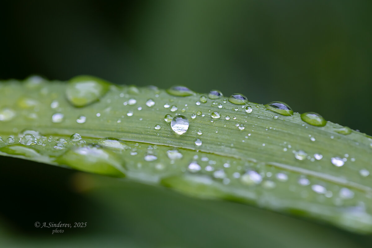 На траве капли дождя - Александр Синдерёв На траве капли дождя - Александр Синдерёв