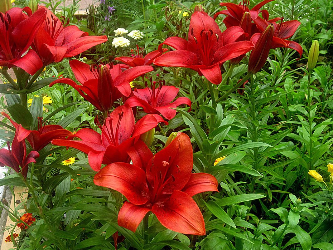 Лилии - Елена Семигина Лилии - Елена Семигина