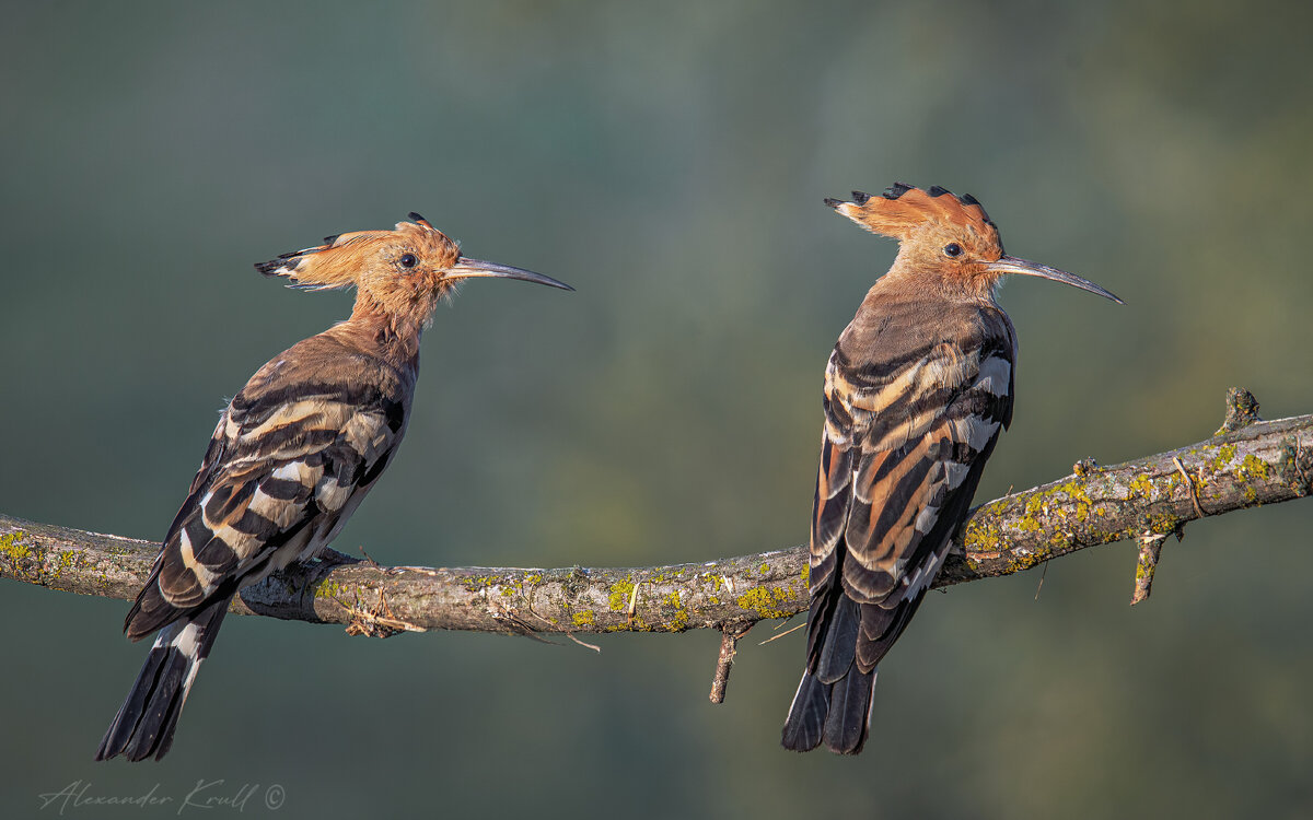 И стар, и млад - Александр К. И стар, и млад - Александр К.