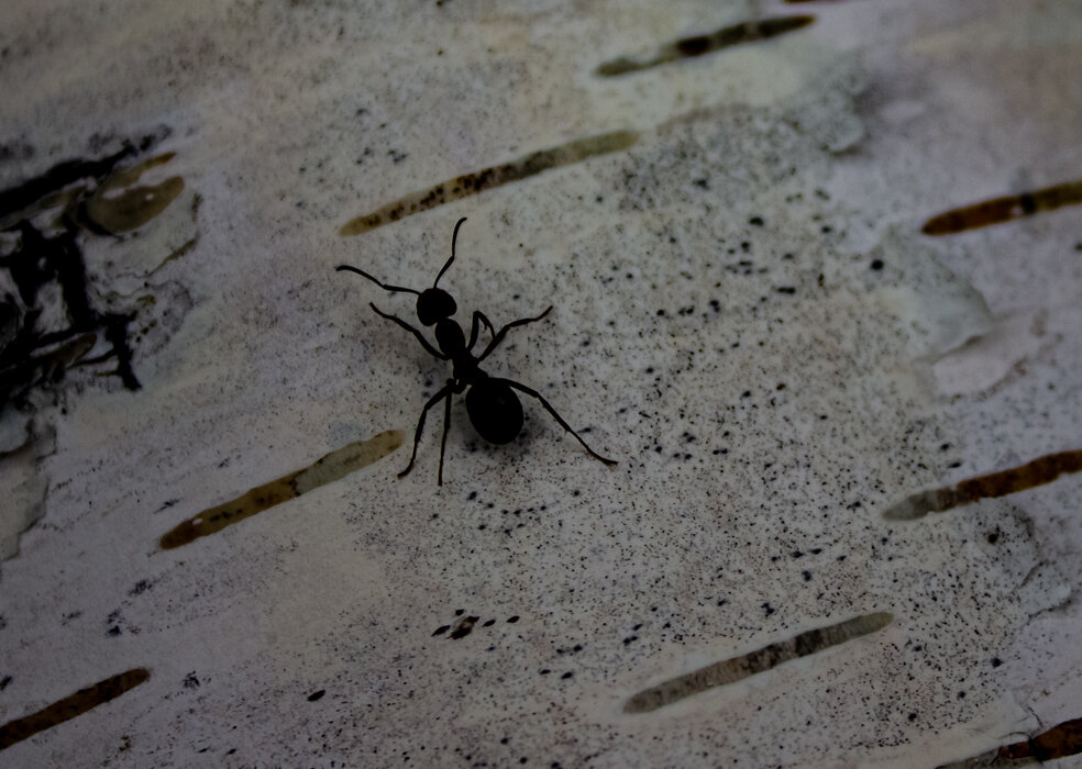 Муравьишко на березе - Светлана SvetNika17