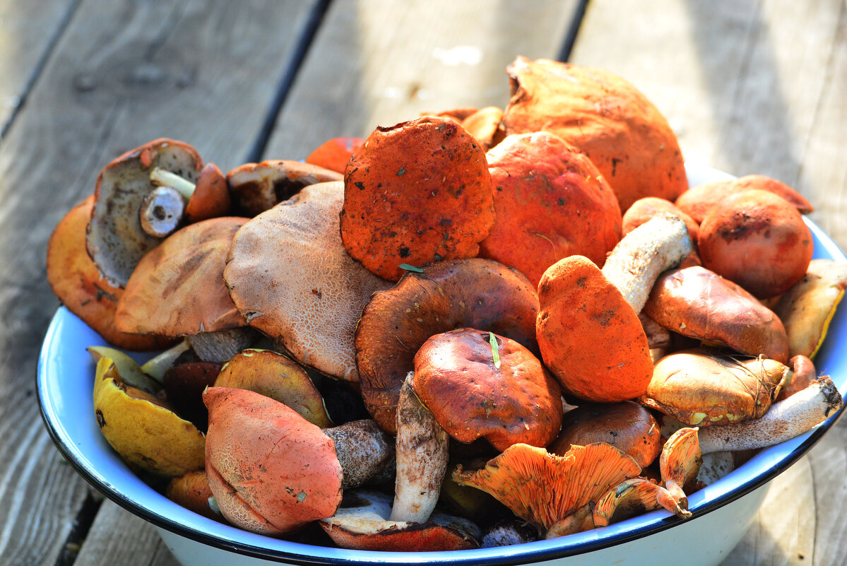 сходили по грибы - леонид логинов