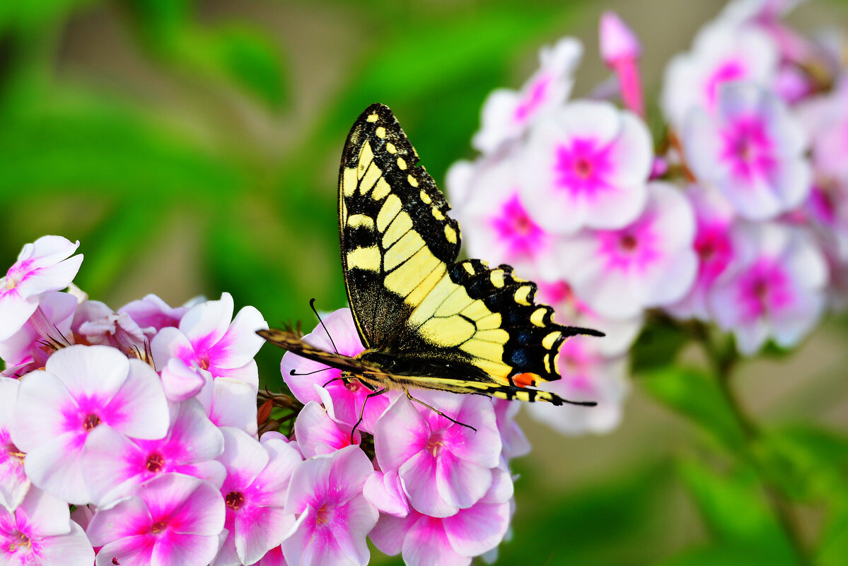 бабочка - леонид логинов бабочка - леонид логинов