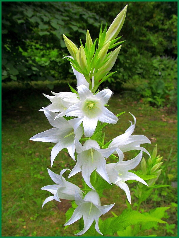 Белый колокольчик в саду. - Ольга Довженко