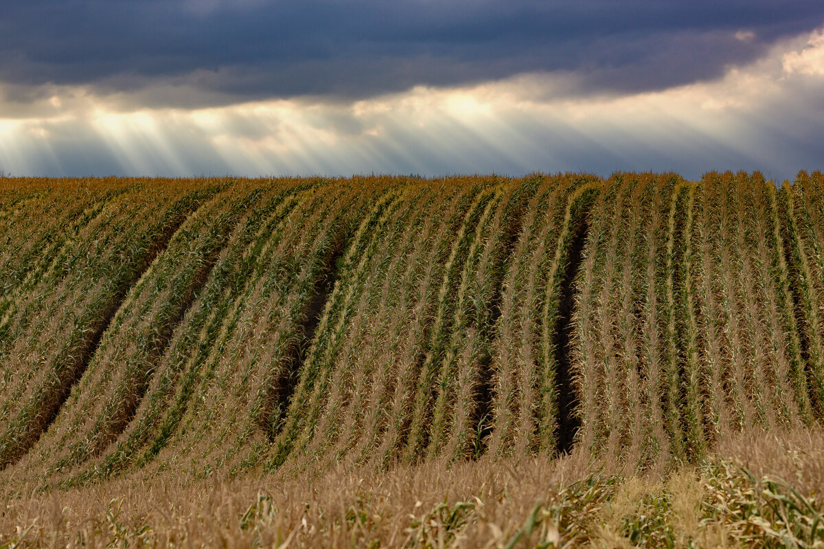 Поля.... - Александр Посошенко