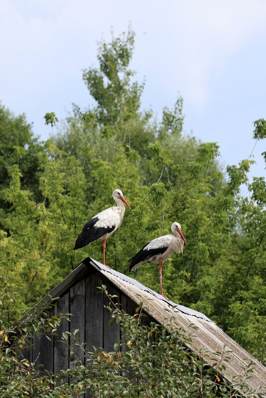 Аист на крыше-мир на земле. - Александр Кондаков