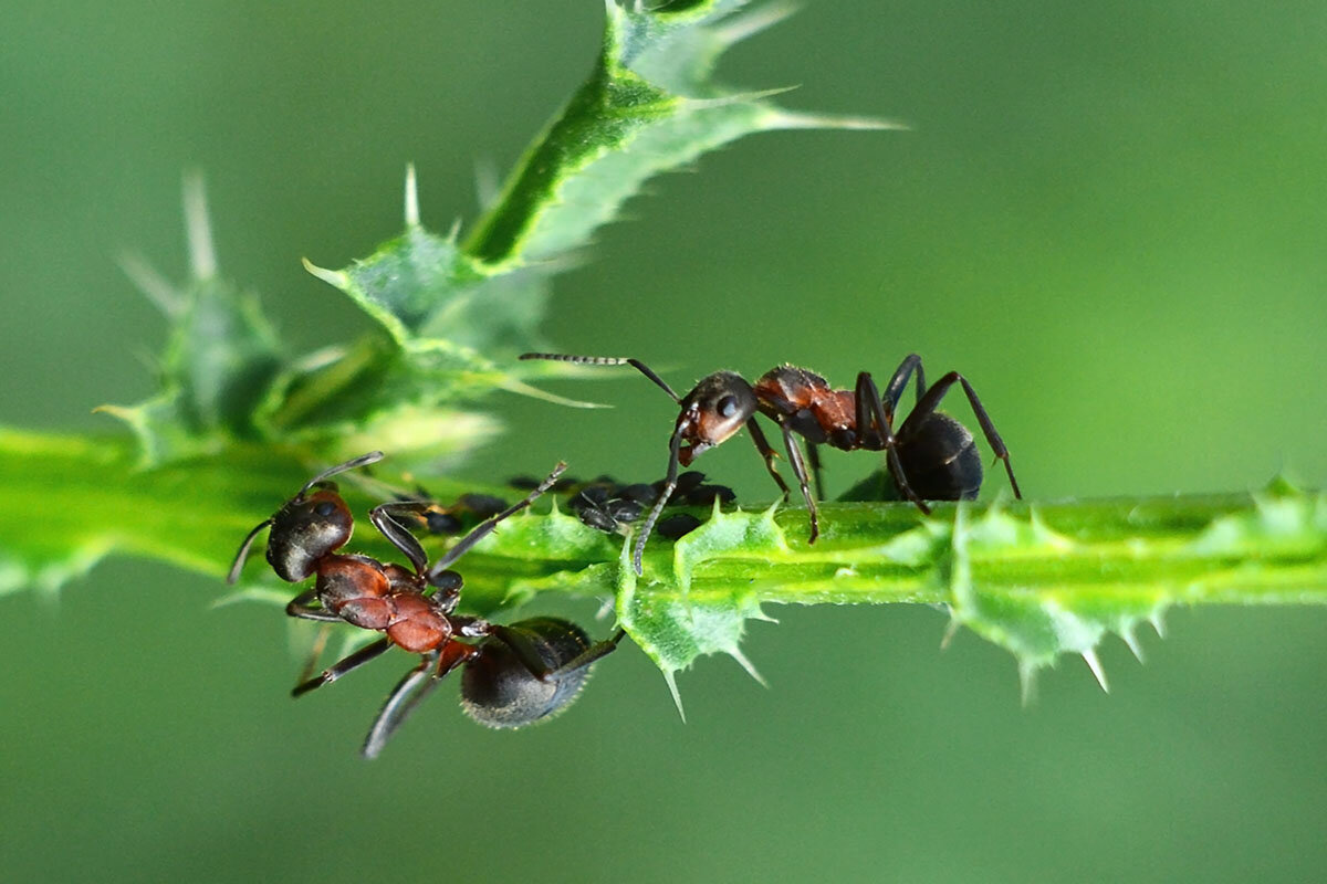 Дела  семейные - Геннадий Супрун