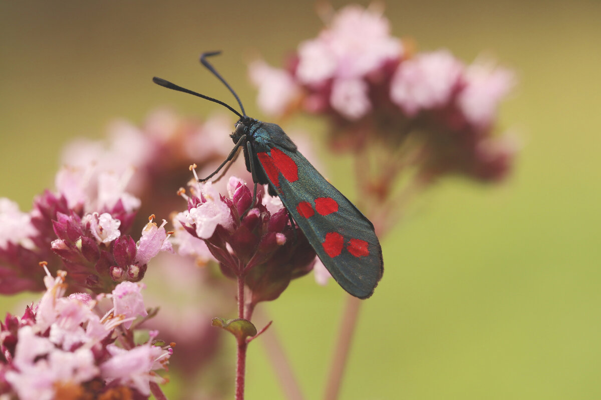 *** - Елена Kазак (selena1965) *** - Елена Kазак (selena1965)