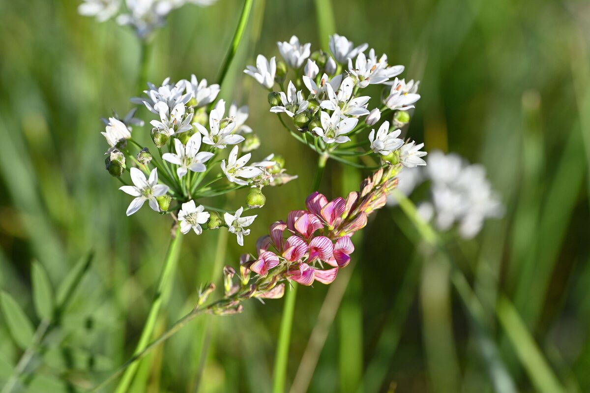 Летние картинки - Ольга 