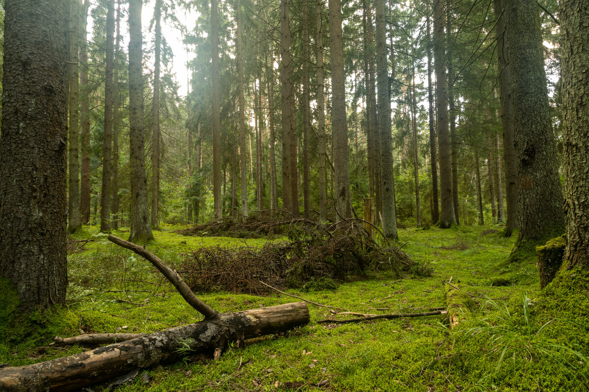 В Лесу - k-e-r-g-u-d-u DM