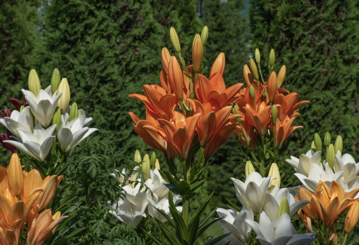 Монастырские лилии - Борис Генкин Монастырские лилии - Борис Генкин