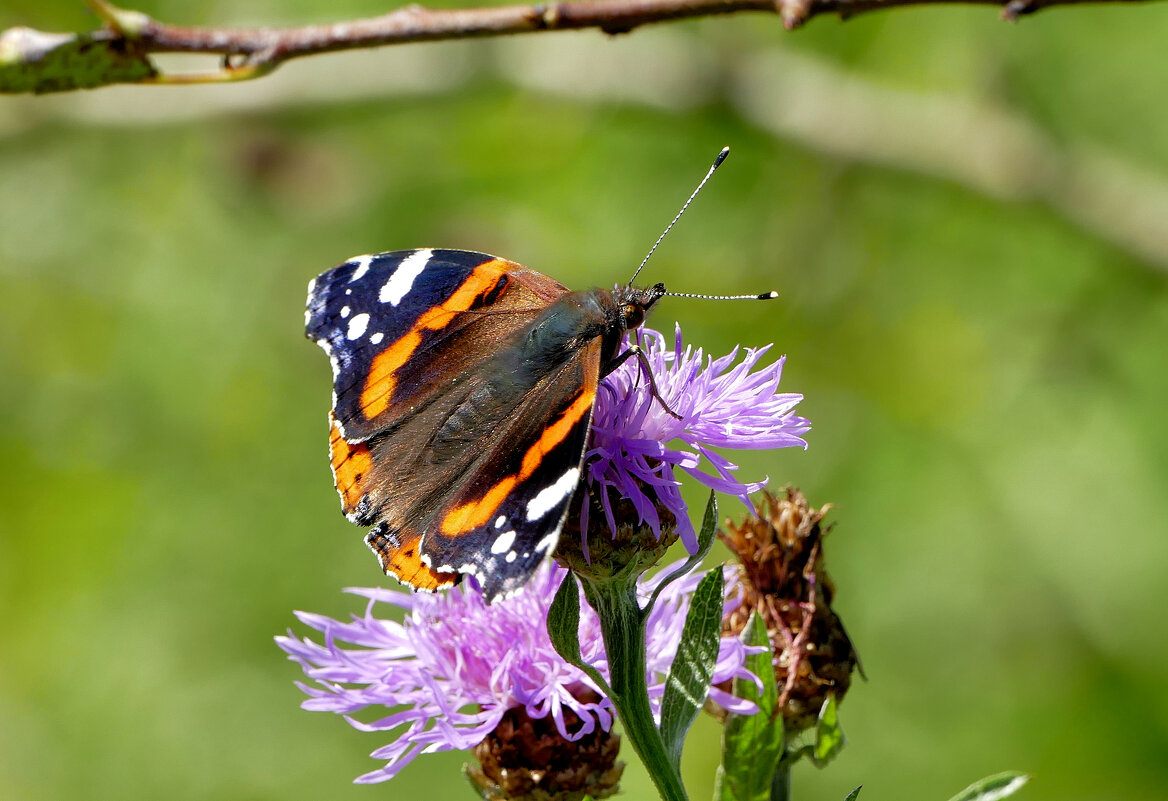из снятого 1 августа 41 - Александр Прокудин из снятого 1 августа 41 - Александр Прокудин