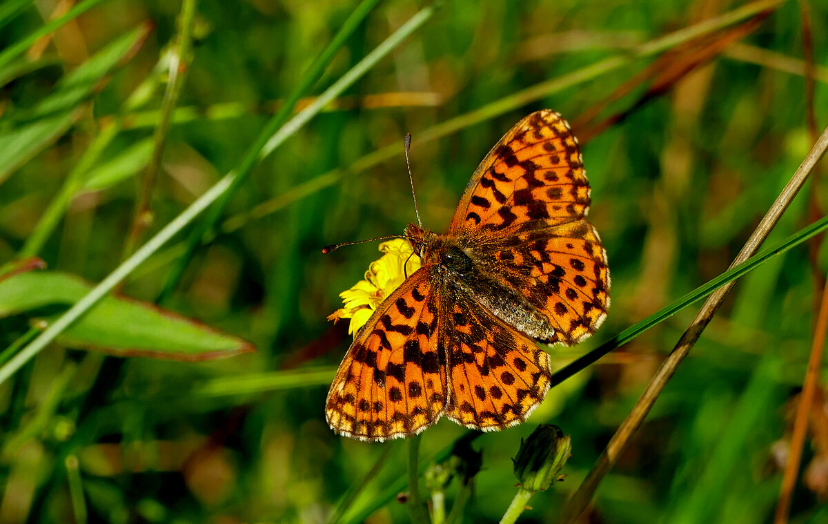 из снятого 1 августа 44 - Александр Прокудин