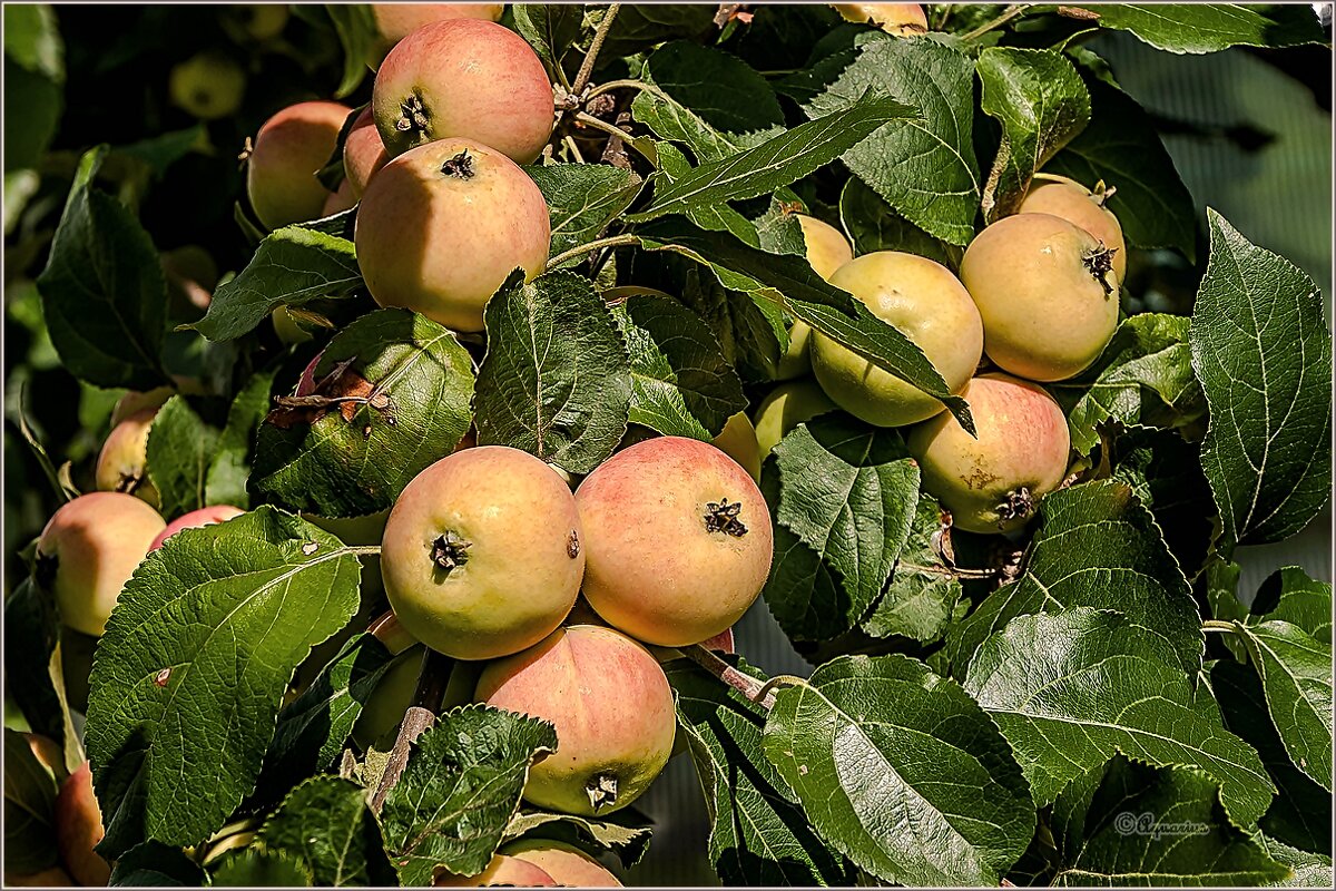 Про июль... - Aquarius - Сергей