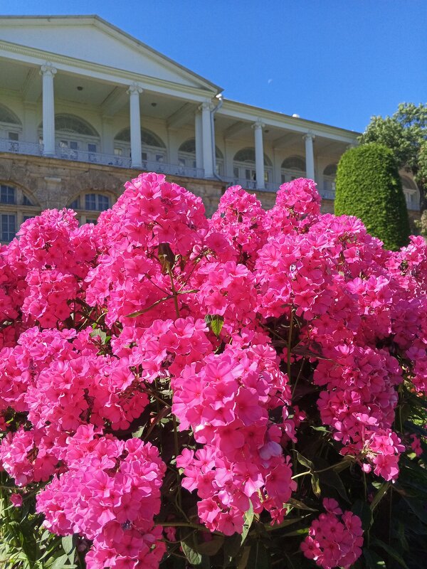 Флоксы - Сапсан 