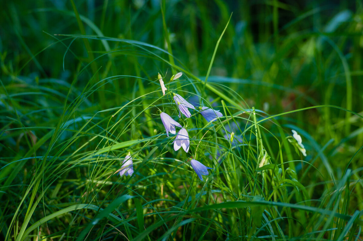 ... - василий 