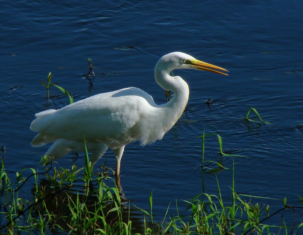 большая белая цапля - gawrilа - dan большая белая цапля - gawrilа - dan