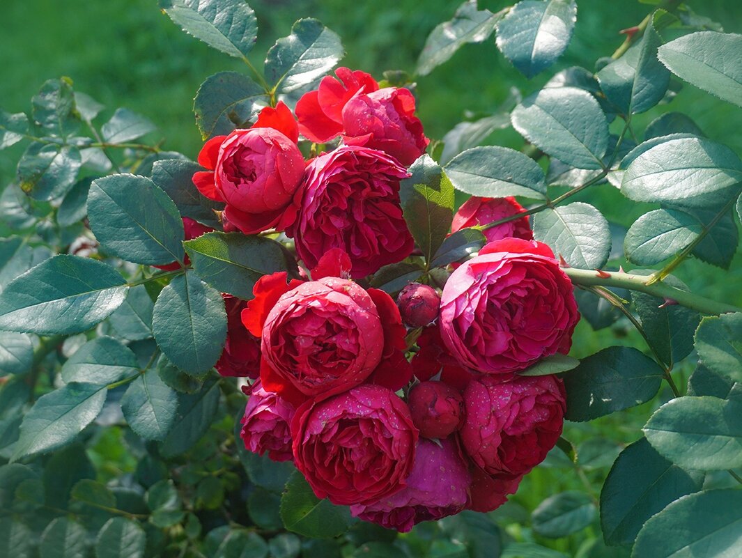 В розарии ботанического сада - Ольга 