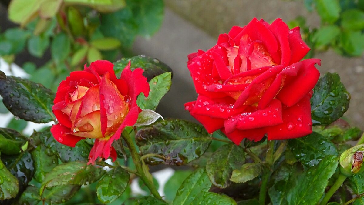 Под дождём. - Милешкин Владимир Алексеевич 