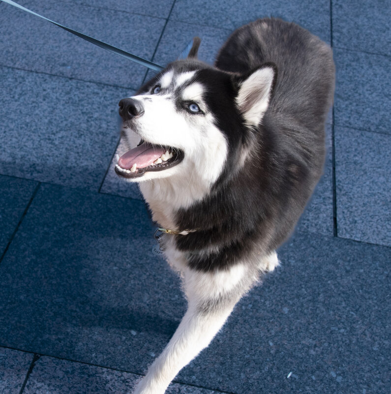 Голубоглазая Хаски на Кургане - Евгений Голубоглазая Хаски на Кургане - Евгений