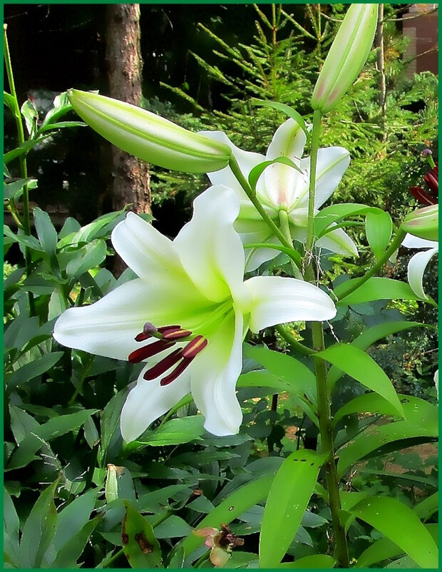 Лилии в саду. - Ольга Довженко