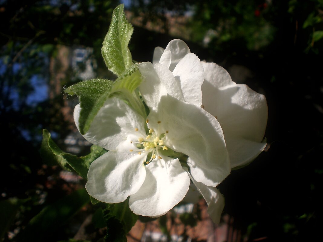 Цветок - Роман Савоцкий