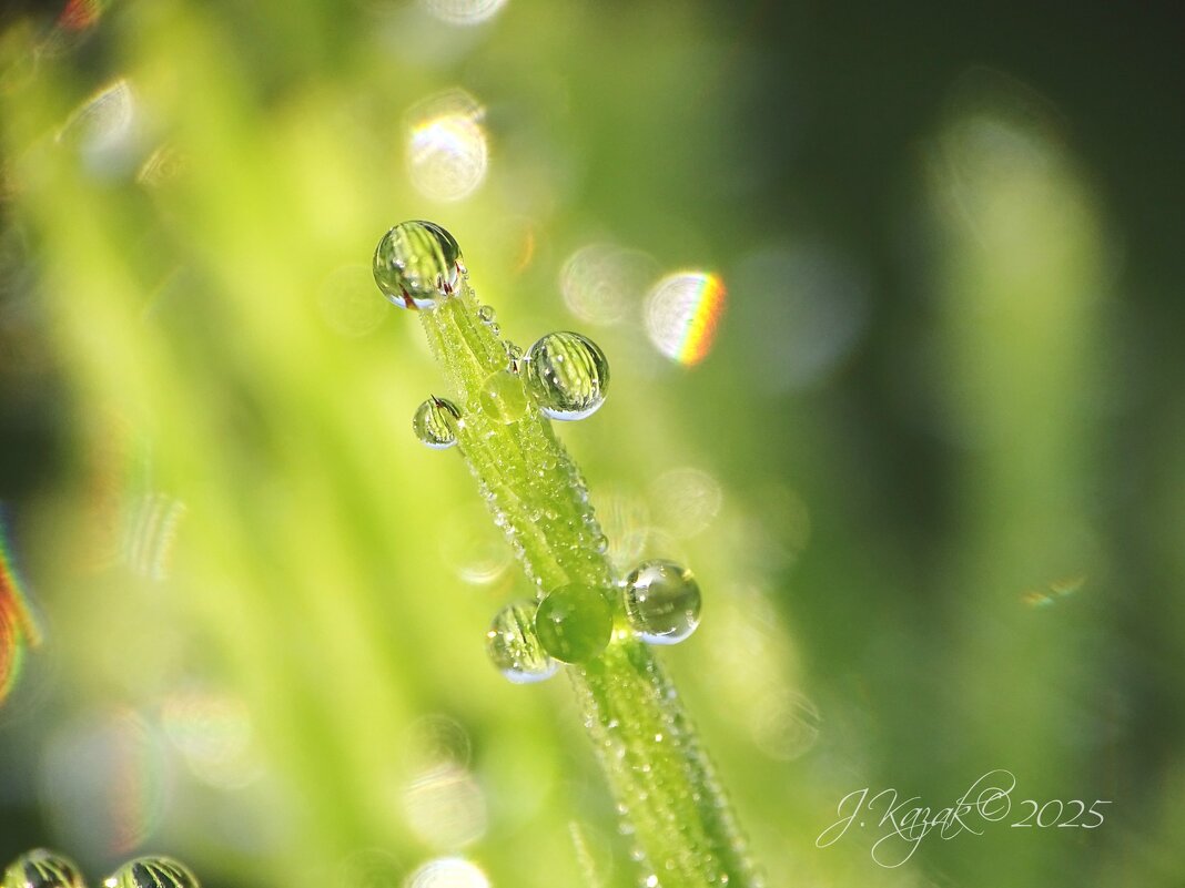 *** - Елена Kазак (selena1965)