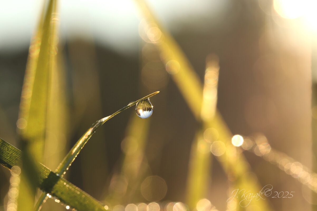 *** - Елена Kазак (selena1965)