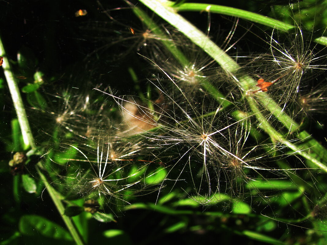 Полетели... - Людмила Смородинская