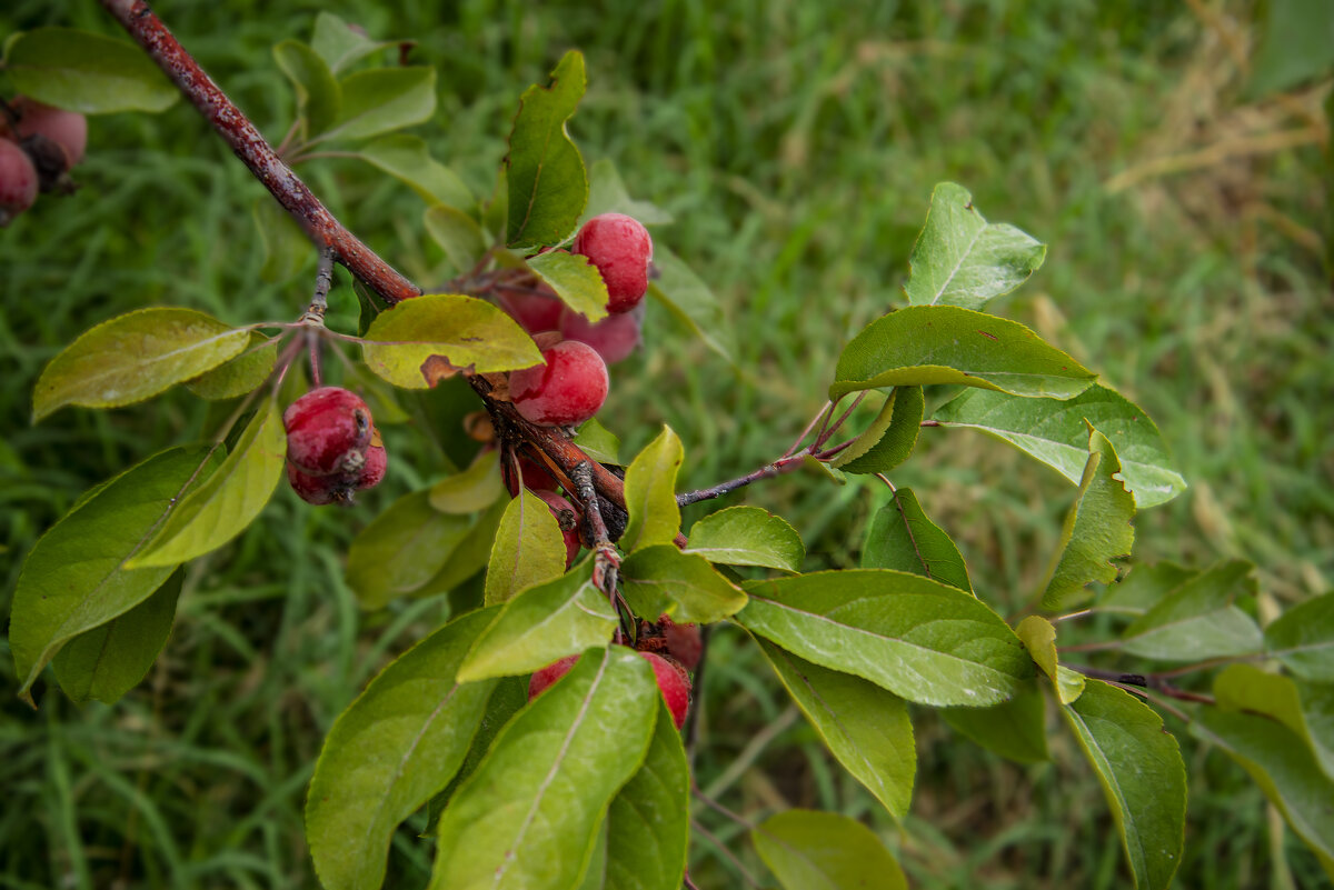 Яблочки - Анатолий Чикчирный