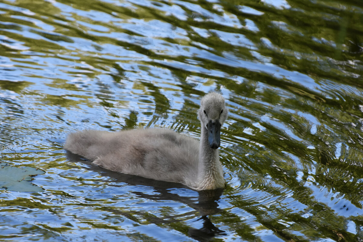 Москва. Сад будущего. Малыш... - Наташа ***** Москва. Сад будущего. Малыш... - Наташа *****