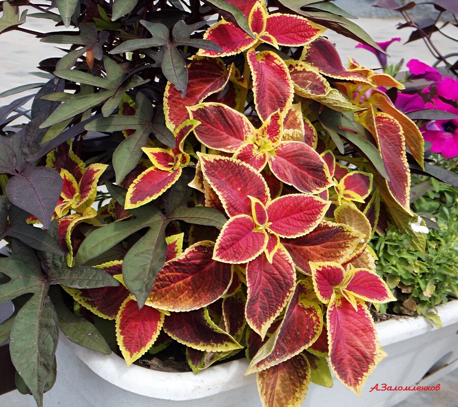 На клумбах городских... - Андрей Заломленков На клумбах городских... - Андрей Заломленков