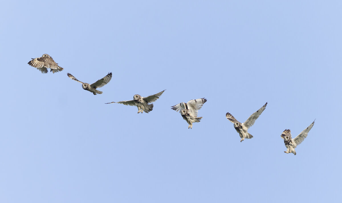 сова болотная. - юрий макаров