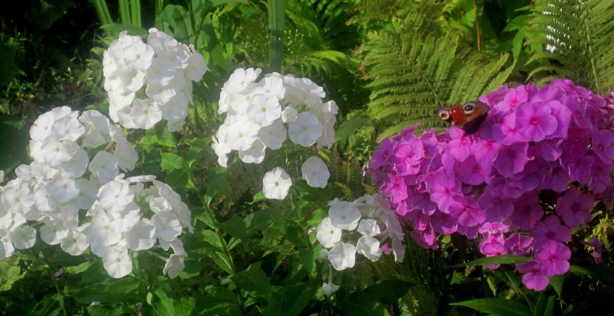 ***** - Елена Семигина