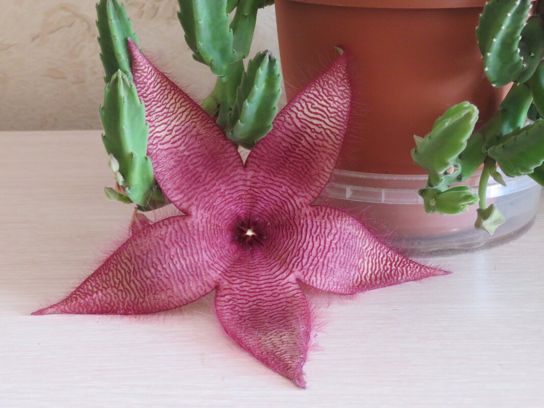 Цветок стапелии - genar-58 '